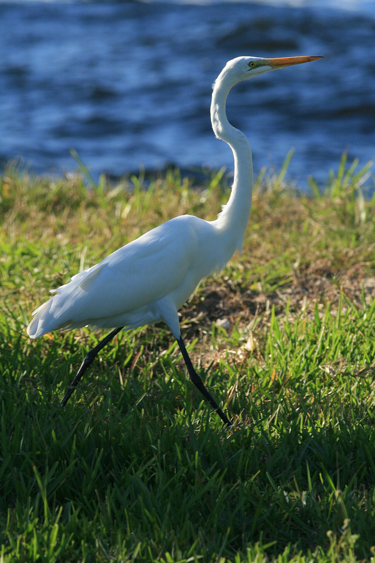 Hugh Taylor Birch State Park